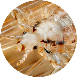 Imagen de Información sobre Piojos